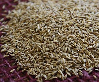 FORAGE BLEND BERMUDAGRASS