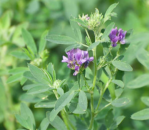 Alfalfa