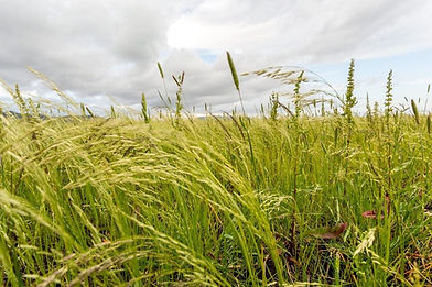 Teffgrass