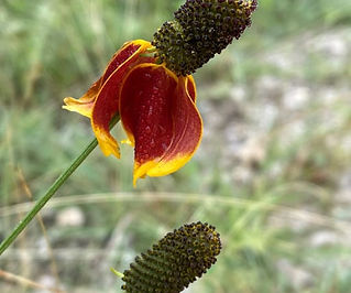 MEXICAN HAT