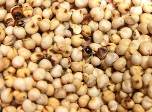 white grain sorghum
