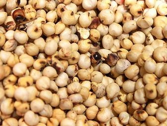 white grain sorghum