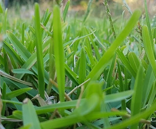 Buffalo-grass