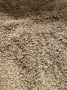 Clean Seed