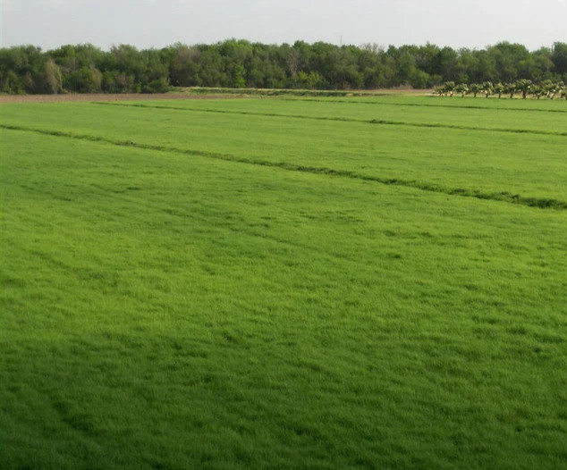 Common Bermudagrass