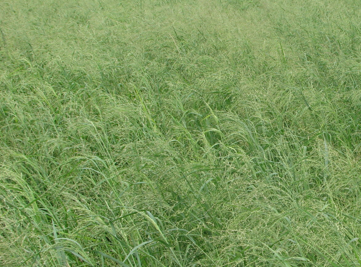 Kleingrass Seed