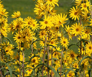 maximillion sunflower