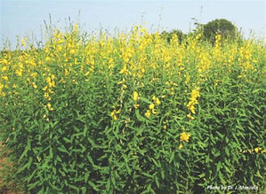 sunn hemp