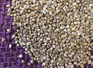 JAPANESE MILLET
