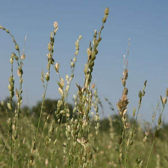 Wilman Lovegrass