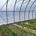 Greenhouse