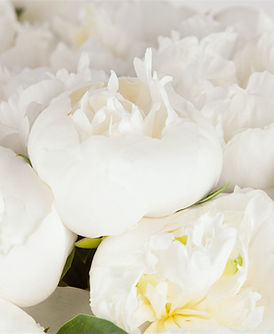 Untitled design (25)_edited.jpg