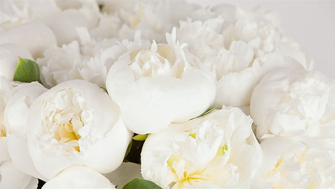 Untitled design (25)_edited.jpg