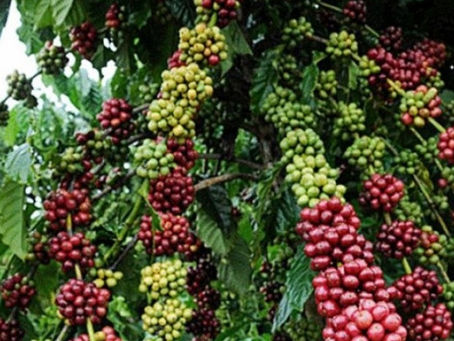 Dia de Campo apresenta variedades de café clonal adaptadas ao Acre