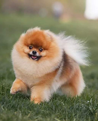 pomeranets3.jpg