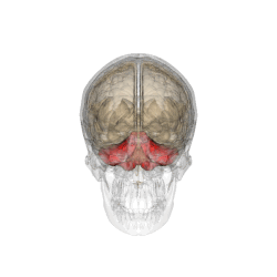 250px-Cerebellum.gif