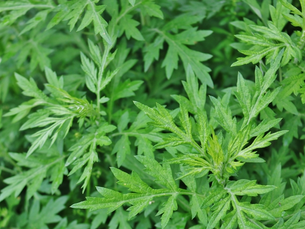 深い切れ込みのあるよもぎの葉を近距離で撮影した画像