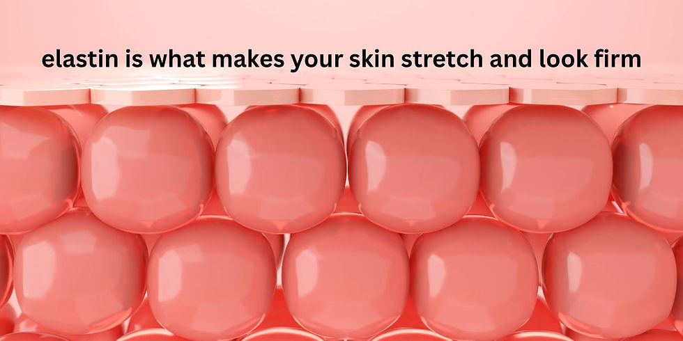 Elastin proteins with the text "elastin is what makes your skin stretch and look firm"