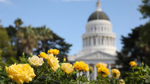 Big Wins on Suspense Day for CaCOA and the Cannabis Industry