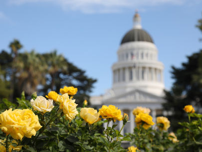 Big Wins on Suspense Day for CaCOA and the Cannabis Industry