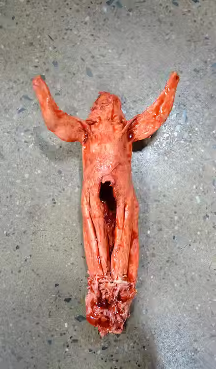Skinned Rabbit