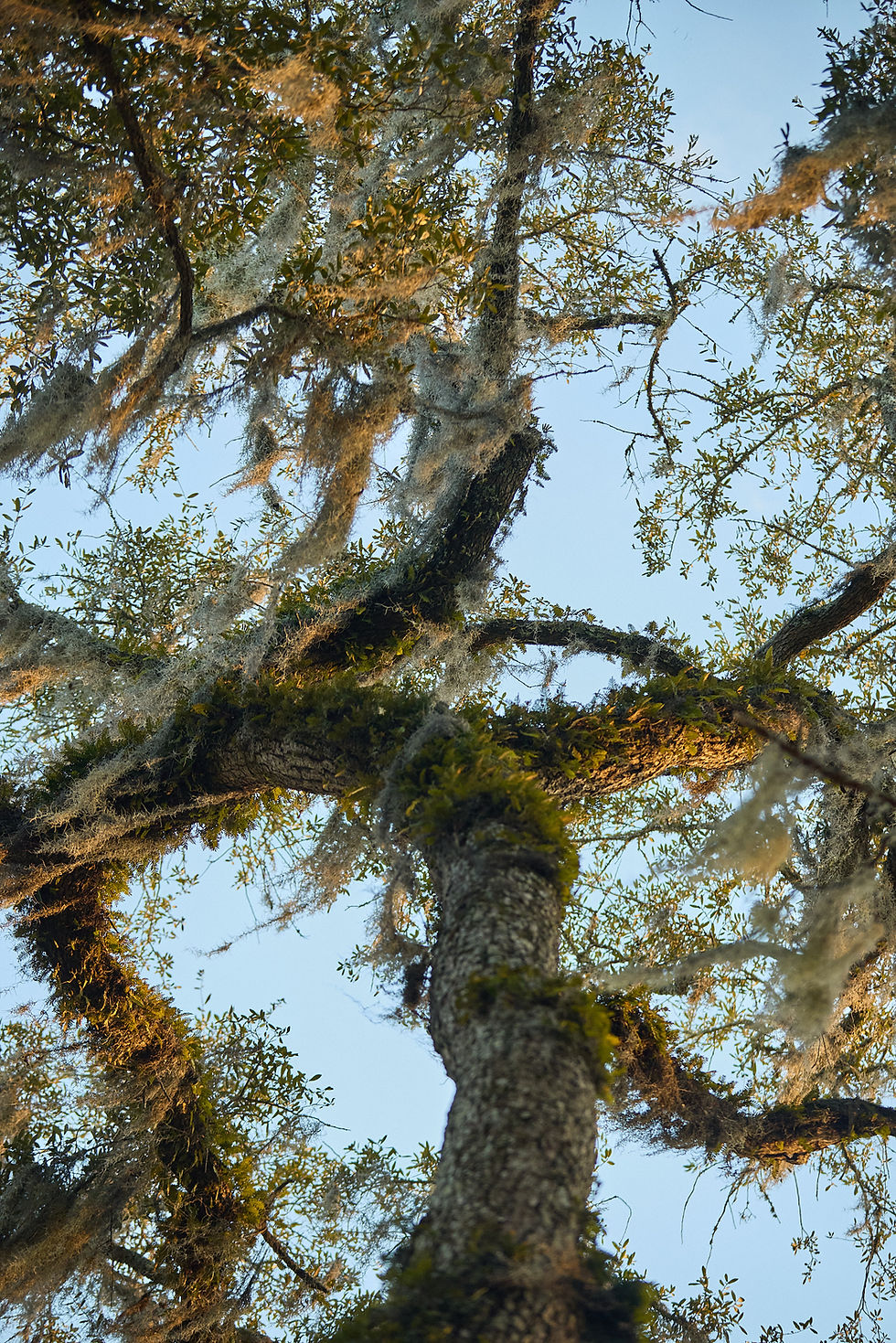Myrtle Beach moss draped oaks