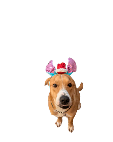Mascotte Laika