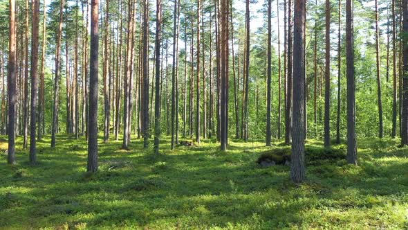 pine-forest.jpg