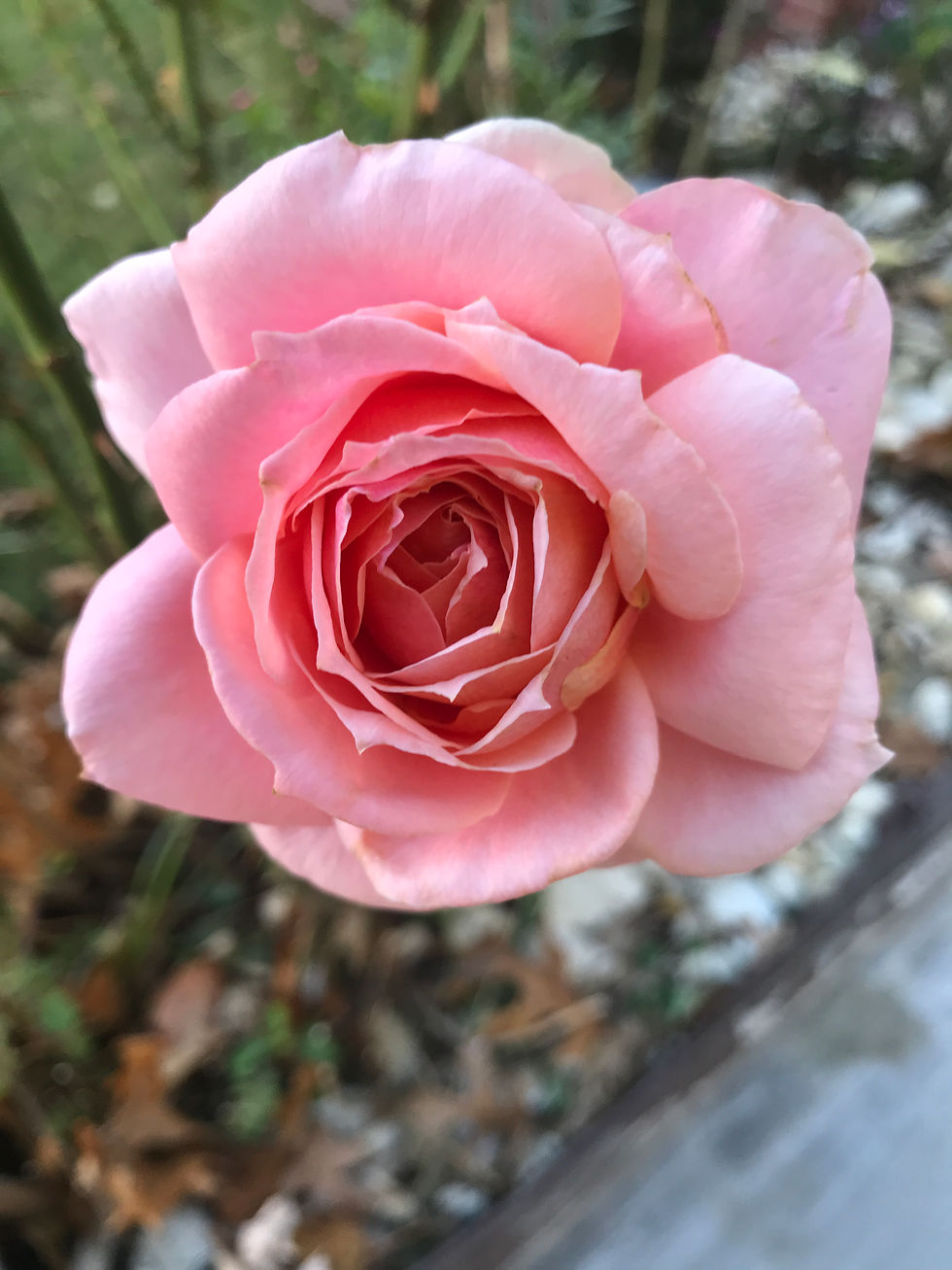 pale-pink-rose.jpg