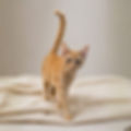 Soft neutral background image used behind the Honey Van Buren section