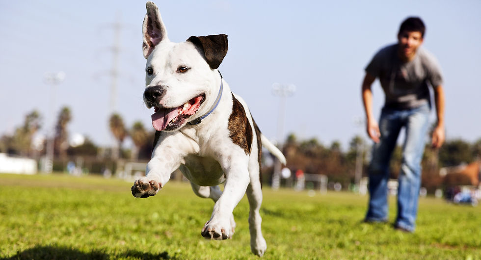 A cute dog running through a park