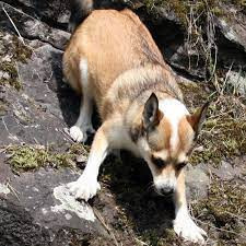 A six toed lundehune, the only dog in the world to have 6 toes on each foot