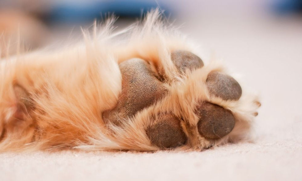 Why you should care for your dog's paws