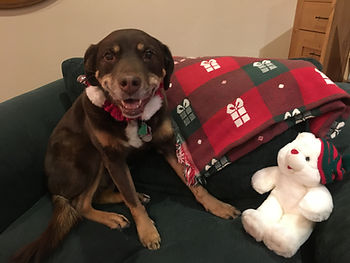Christmas Dog