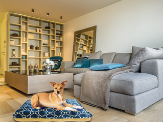 Mountain Wags Newsletter #12:
The World of Dog & Cat Beds