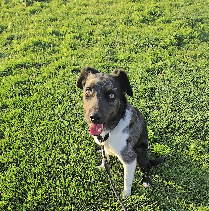 Cali as a puppy