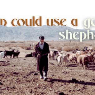 Sheep could use a good shepherd.