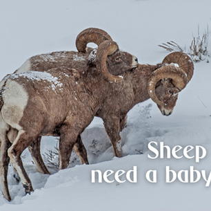 two male sheep standing together in the snow