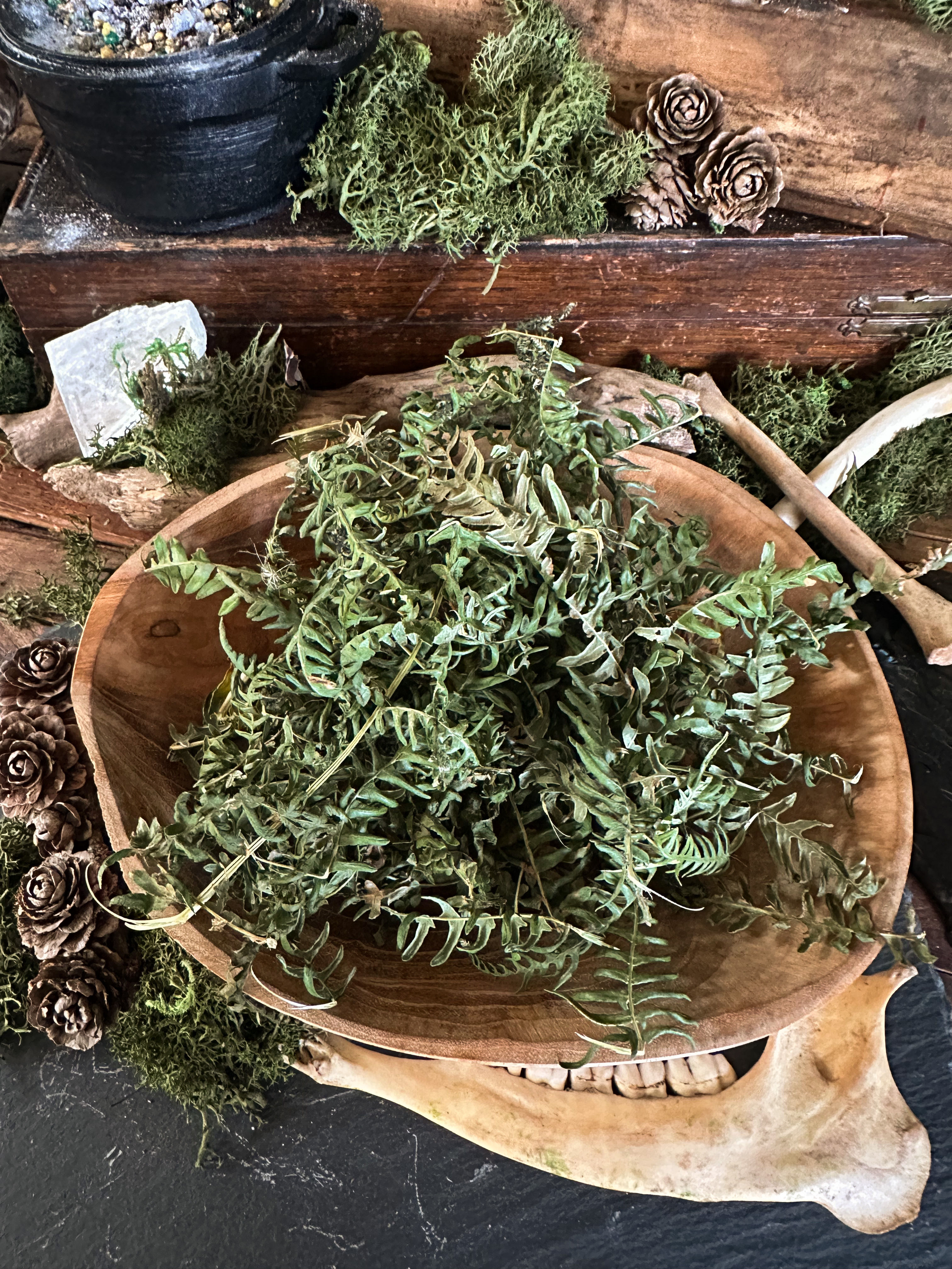 Spell Ingredients: Fern