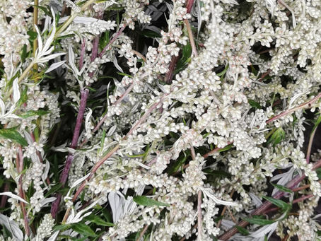 Mugwort Seeds