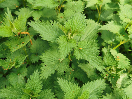 Nettle Leaves