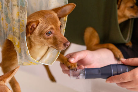 Why Small Pets Struggle During Grooming - And the One Setup That Makes It Easy for Every Pet Parent