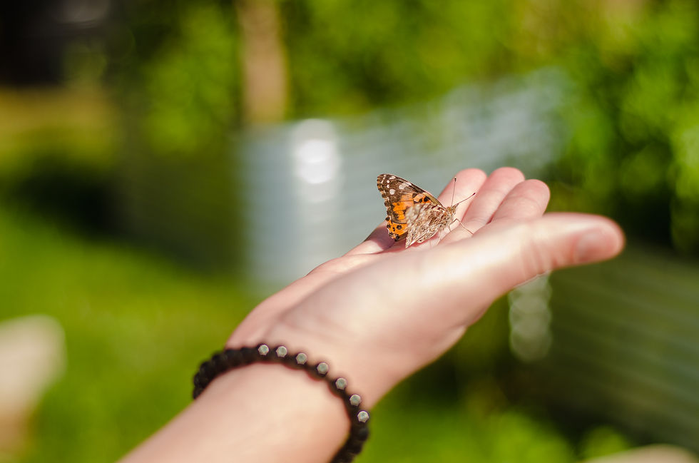 2026-09-13-butterfly release-21