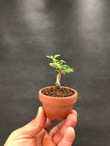 ヒョウタンボク | BONSAI soboku