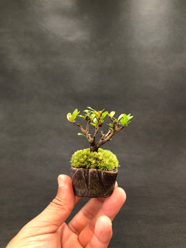 姫ザクロ y様 | BONSAI soboku