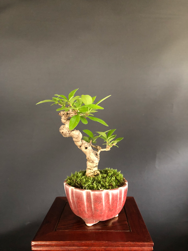 イボタ ミニ盆栽 | BONSAI soboku
