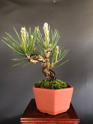 黒松（岩石性） ミニ盆栽 | BONSAI soboku