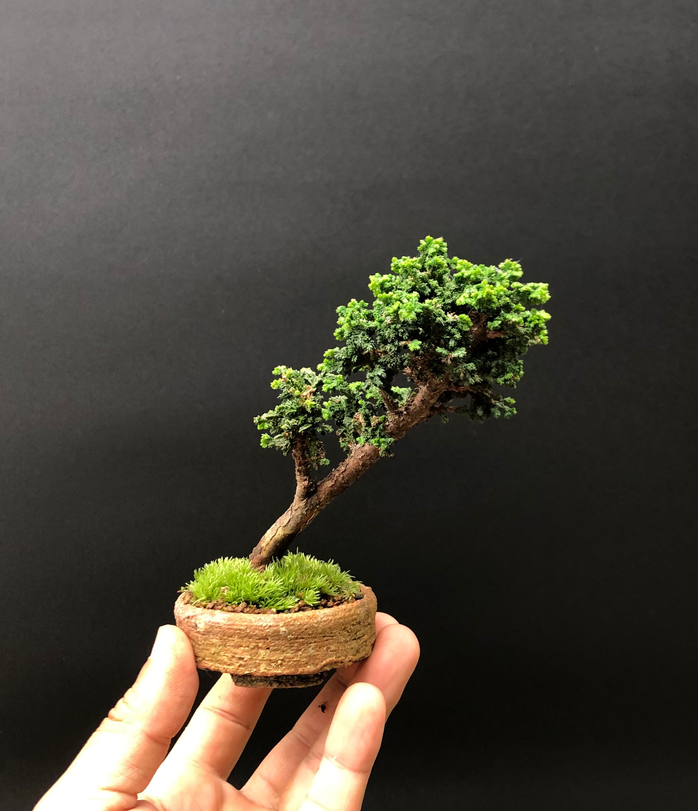 石化ひのき