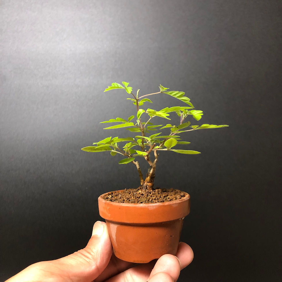 サムネイル： ニンジンボク