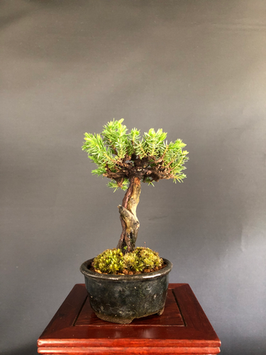 八房杜松　ミニ盆栽 杜松（八房） ミニ盆栽 | BONSAI soboku